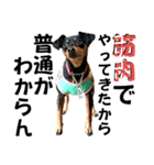 蘭丸先輩 11（個別スタンプ：34）