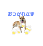 柴すずスタンぷぅ（個別スタンプ：5）