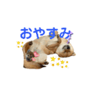 柴すずスタンぷぅ（個別スタンプ：8）