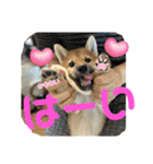 柴すずスタンぷぅ（個別スタンプ：16）