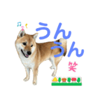柴すずスタンぷぅ（個別スタンプ：17）