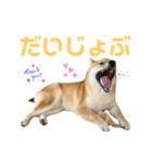 柴すずスタンぷぅ（個別スタンプ：18）
