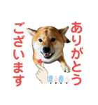 柴すずスタンぷぅ（個別スタンプ：21）