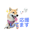 柴すずスタンぷぅ（個別スタンプ：23）