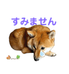 柴すずスタンぷぅ（個別スタンプ：32）