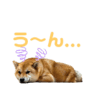 柴すずスタンぷぅ（個別スタンプ：33）