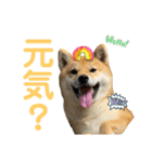 柴すずスタンぷぅ（個別スタンプ：34）
