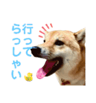 柴すずスタンぷぅ（個別スタンプ：36）