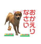 柴すずスタンぷぅ（個別スタンプ：38）
