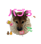 柴すずスタンぷぅ（個別スタンプ：40）