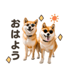 リアルな可愛い双子の柴犬★夏（個別スタンプ：2）