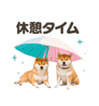 リアルな可愛い双子の柴犬★夏（個別スタンプ：35）