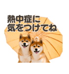 リアルな可愛い双子の柴犬★夏（個別スタンプ：36）