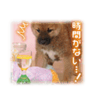 夏も癒される 癒し仔犬♪仔猫♪（個別スタンプ：4）