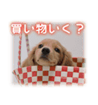 夏も癒される 癒し仔犬♪仔猫♪（個別スタンプ：5）