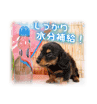 夏も癒される 癒し仔犬♪仔猫♪（個別スタンプ：6）