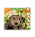 夏も癒される 癒し仔犬♪仔猫♪（個別スタンプ：8）