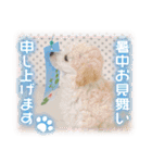 夏も癒される 癒し仔犬♪仔猫♪（個別スタンプ：16）