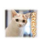 夏も癒される 癒し仔犬♪仔猫♪（個別スタンプ：21）