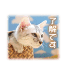 夏も癒される 癒し仔犬♪仔猫♪（個別スタンプ：22）