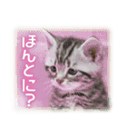 夏も癒される 癒し仔犬♪仔猫♪（個別スタンプ：23）