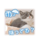 夏も癒される 癒し仔犬♪仔猫♪（個別スタンプ：34）