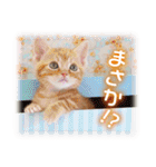 夏も癒される 癒し仔犬♪仔猫♪（個別スタンプ：37）