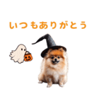 ハロウィーンのポメちゃん（個別スタンプ：7）