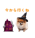 ハロウィーンのポメちゃん（個別スタンプ：15）