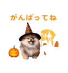 ハロウィーンのポメちゃん（個別スタンプ：24）