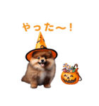 ハロウィーンのポメちゃん（個別スタンプ：25）