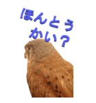 江戸っ子なチョウゲンボウ2ーBIG（個別スタンプ：31）