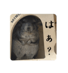 チンチラのおはぎくん9（個別スタンプ：15）