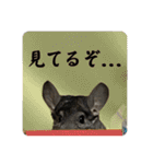 チンチラのおはぎくん9（個別スタンプ：17）