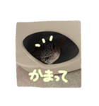 レオパのこむぴ日常スタンプ（個別スタンプ：10）