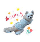 チワワのマシュマロさん（個別スタンプ：1）