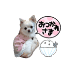 チワワのマシュマロさん（個別スタンプ：2）