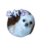 チワワのマシュマロさん（個別スタンプ：4）