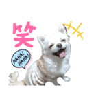 チワワのマシュマロさん（個別スタンプ：9）
