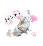 チワワのマシュマロさん（個別スタンプ：10）