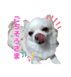 チワワのマシュマロさん（個別スタンプ：13）
