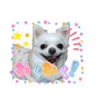 チワワのマシュマロさん（個別スタンプ：14）