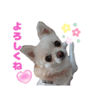 チワワのマシュマロさん（個別スタンプ：16）