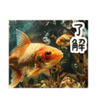 毎日使える♡金魚（個別スタンプ：5）