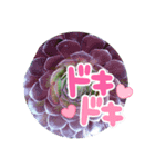 多肉スタンブ（個別スタンプ：3）