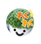 多肉スタンブ（個別スタンプ：4）