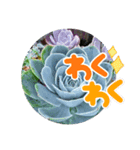 多肉スタンブ（個別スタンプ：6）