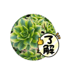 多肉スタンブ（個別スタンプ：7）