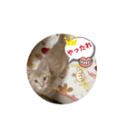 猫になりました（うごくよ）（個別スタンプ：4）