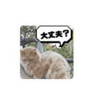 猫になりました（うごくよ）（個別スタンプ：13）